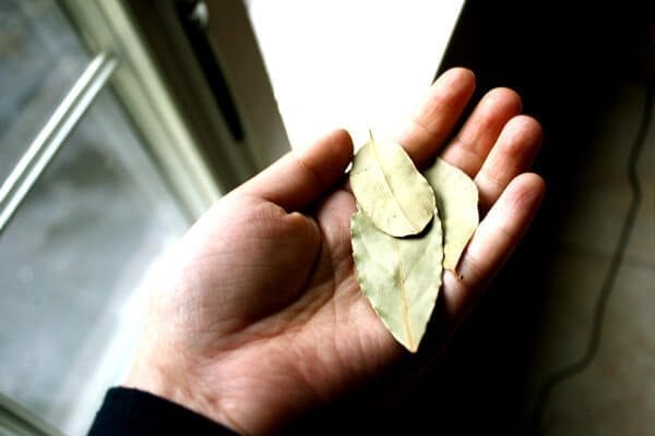 bay leaves by cwww5.fioekdjsdas.cf
