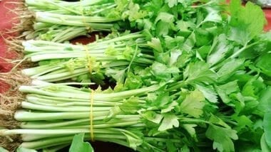 Chinese vegetables: chinese celery, by cwww5.fioekdjsdas.cf 