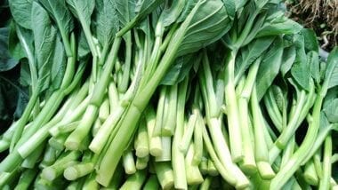 Chinese vegetables: choy sum, by cwww5.fioekdjsdas.cf