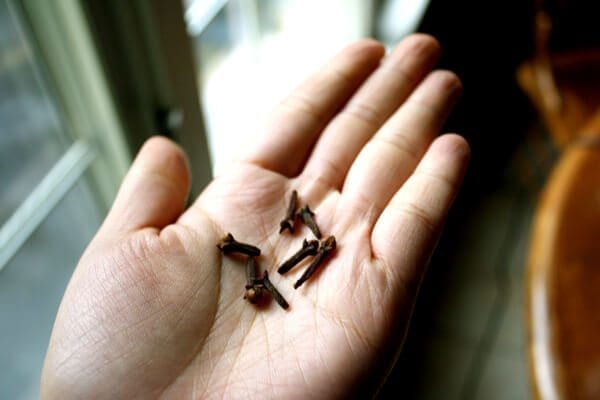 cloves by cwww5.fioekdjsdas.cf