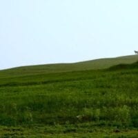 horse pasture