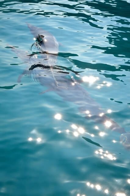 16 Reasons Why Hawaii is Pretttttty Much The Bomb - dolphins, by cwww5.fioekdjsdas.cf