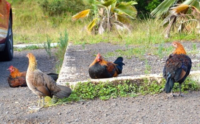16 Reasons Why Hawaii is Pretttttty Much The Bomb - kauai-chickens, by cwww5.fioekdjsdas.cf