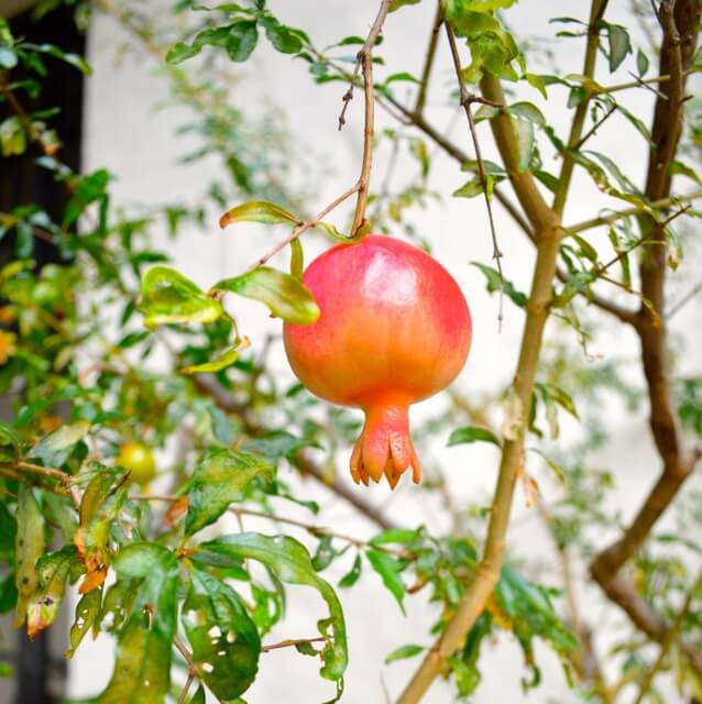 16 Reasons Why Hawaii is Pretttttty Much The Bomb - pomegranate, by cwww5.fioekdjsdas.cf