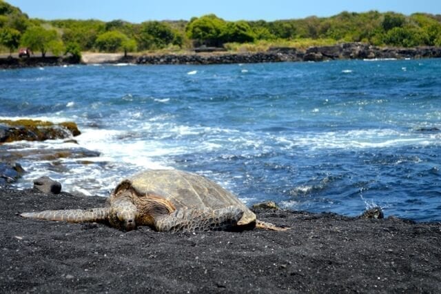 16 Reasons Why Hawaii is Pretttttty Much The Bomb - sea turtles, by cwww5.fioekdjsdas.cf