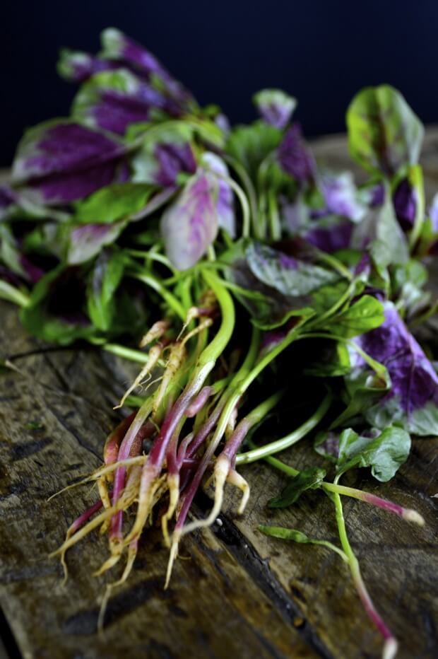 Stir-fried Pink Amaranth Greens by cwww5.fioekdjsdas.cf