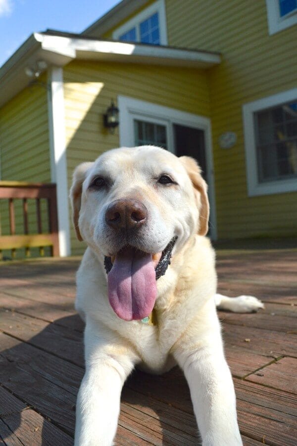 Jake the Labrador by cwww5.fioekdjsdas.cf 