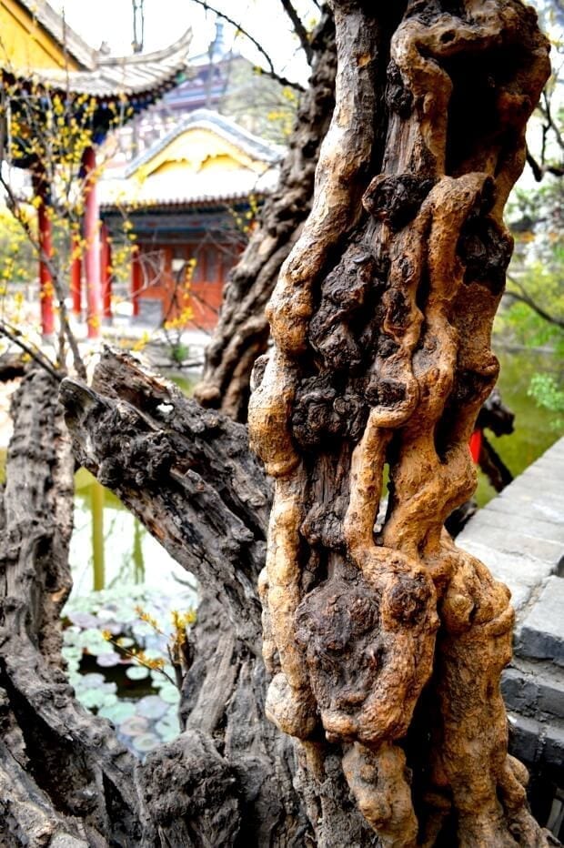 A Trip to Huashan and Xi'an by cwww5.fioekdjsdas.cf 