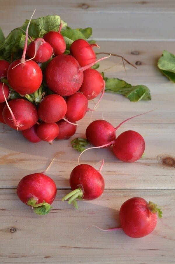 Fresh Radishes by cwww5.fioekdjsdas.cf 