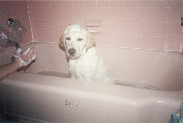 Jake (puppy-bath) by cwww5.fioekdjsdas.cf