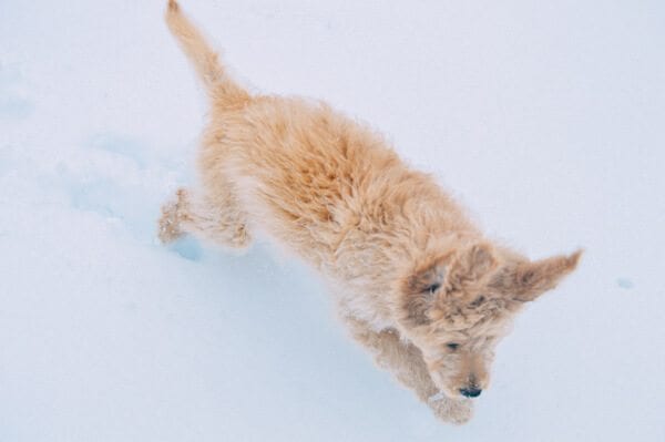 barley-snow--10