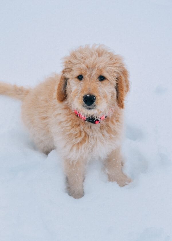 barley-snow--5