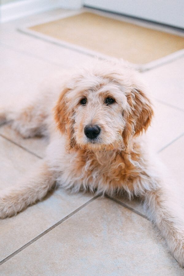 Barley's First Weeks and Puppy Training Treats - goldendoodle puppy by cwww5.fioekdjsdas.cf 