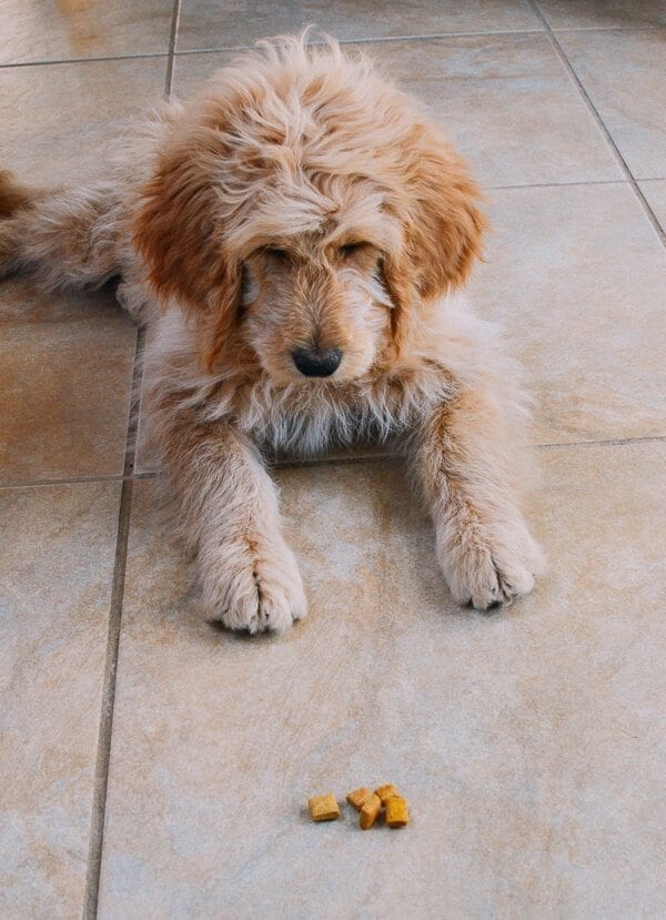 Barley's First Weeks and Puppy Training Treats by cwww5.fioekdjsdas.cf