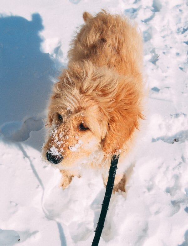Barley's First Weeks and Puppy Training Treats - goldendoodle puppy by cwww5.fioekdjsdas.cf 