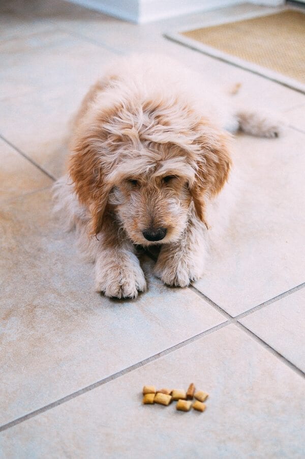 Barley's First Weeks and Puppy Training Treats by cwww5.fioekdjsdas.cf 