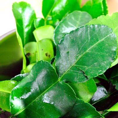 kaffir-lime-leaves