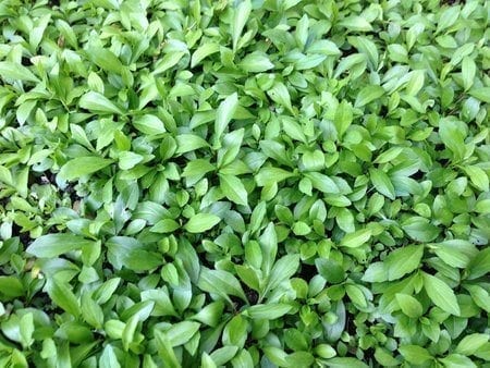 Chinese Vegetables: ma lan tou, by cwww5.fioekdjsdas.cf