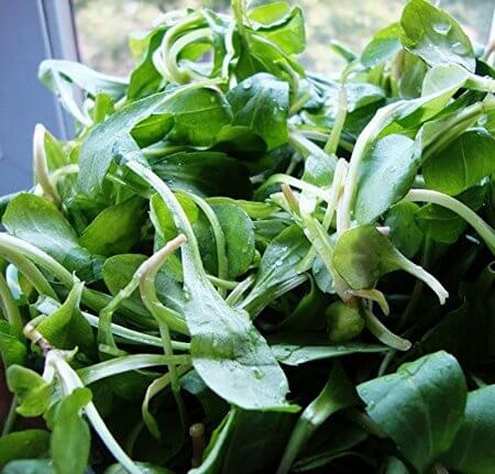 malantou-vegetable-seeds, by cwww5.fioekdjsdas.cf