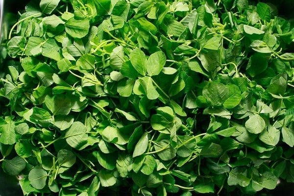 Chinese Vegetables: edible clover, by cwww5.fioekdjsdas.cf