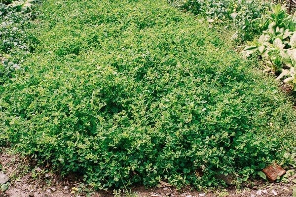 Sautéed Edible Clover (Chao Tou - 炒头), by cwww5.fioekdjsdas.cf