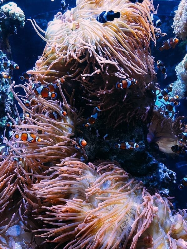 Monterey Bay Aquarium, by cwww5.fioekdjsdas.cf