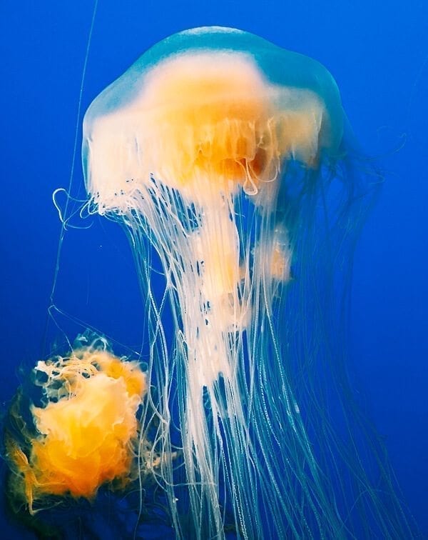 Monterey Bay Aquarium Jellyfish, by cwww5.fioekdjsdas.cf