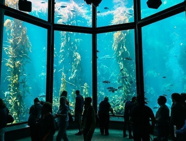 Monterey Bay Aquarium, by cwww5.fioekdjsdas.cf