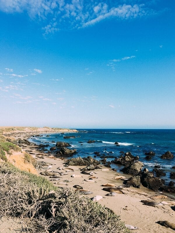 Elephant Seals, by cwww5.fioekdjsdas.cf
