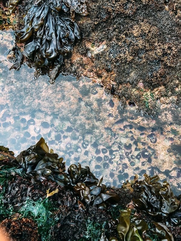 Point Lobos, by cwww5.fioekdjsdas.cf