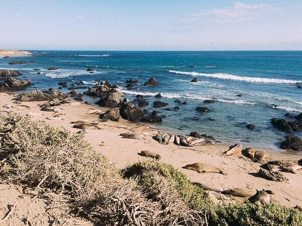 California Coast Elephant Seals, by cwww5.fioekdjsdas.cf