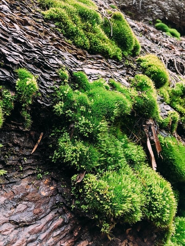 Sequoia Moss