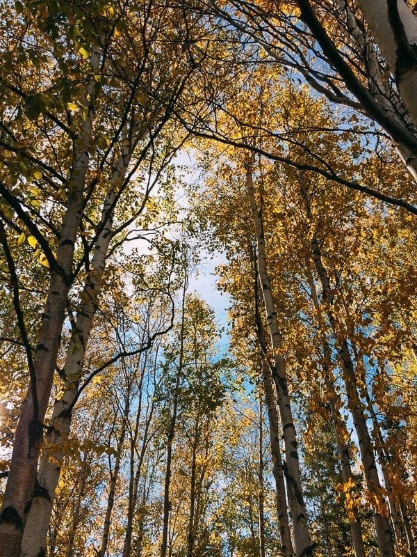 Fall leaves