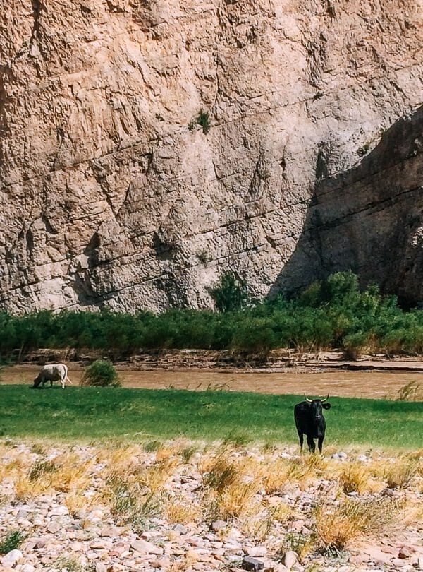 Boquillas Canyon Cows, Big Bend National Park - cwww5.fioekdjsdas.cf