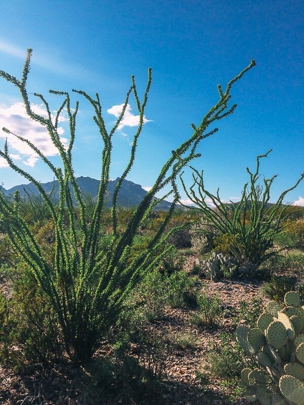 Big Bend National Park, by cwww5.fioekdjsdas.cf