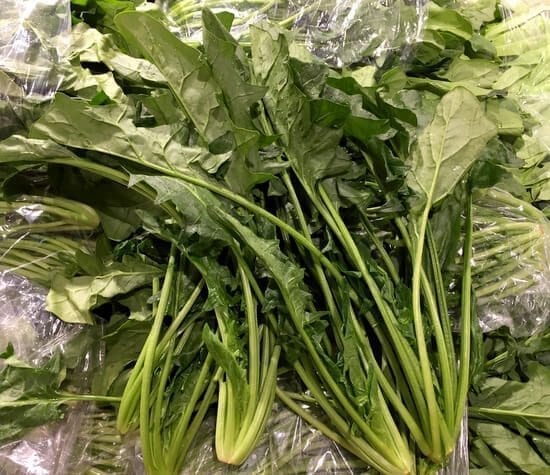 malabar-spinach