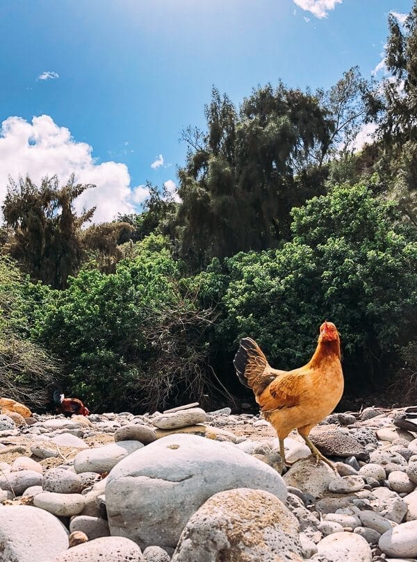23 Things to Do in Maui, by cwww5.fioekdjsdas.cf