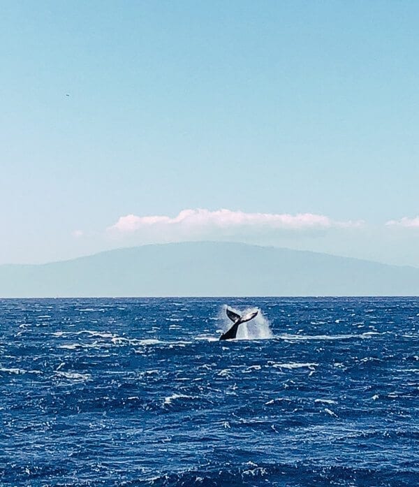 23 Things to Do in Maui, by cwww5.fioekdjsdas.cf