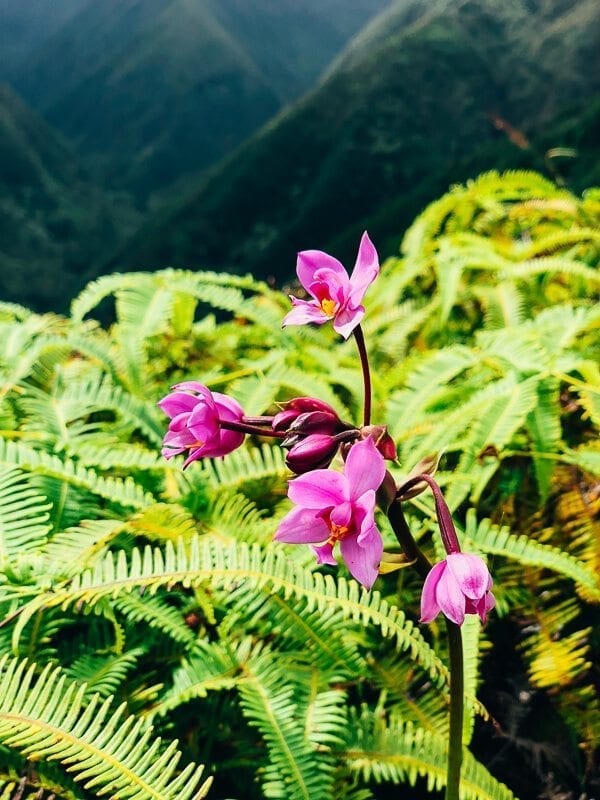 23 Things to Do in Maui, by cwww5.fioekdjsdas.cf