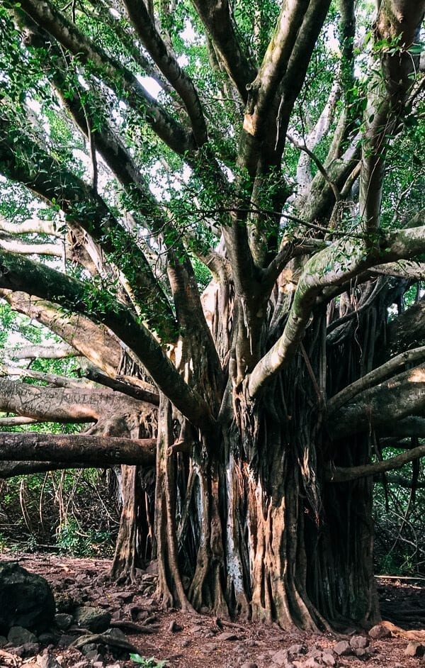 23 Things to Do in Maui, by cwww5.fioekdjsdas.cf