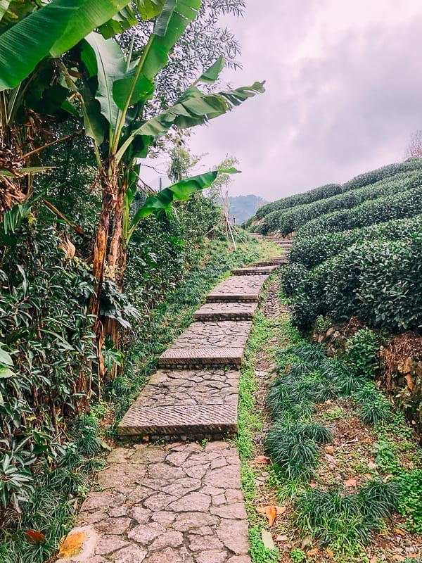 Longjing Tea Farm, by cwww5.fioekdjsdas.cf