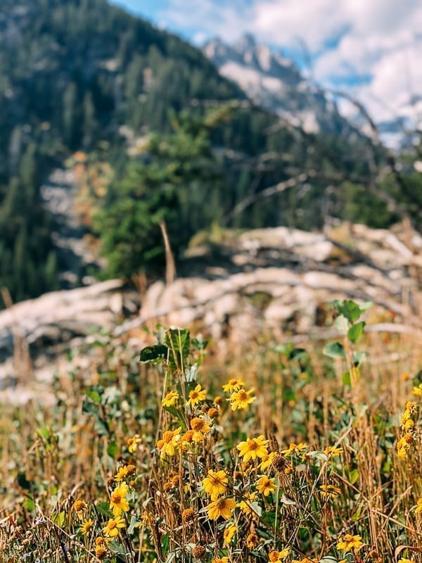 Yellowstone Wildflowers, cwww5.fioekdjsdas.cf