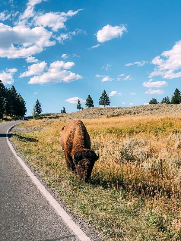 Buffalo on the side of the road, Yellowstone, cwww5.fioekdjsdas.cf