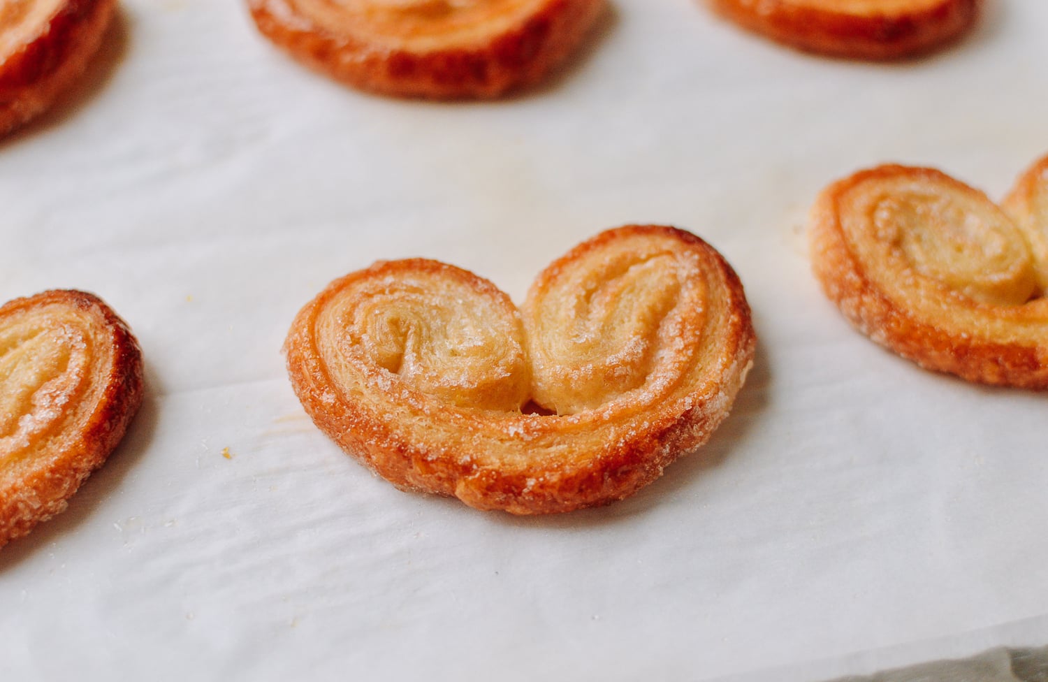 Classic Palmier, cwww5.fioekdjsdas.cf