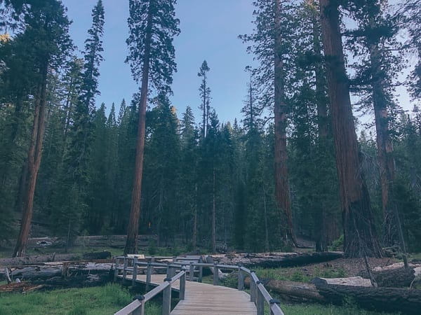 Mariposa Grove in Yosemite, cwww5.fioekdjsdas.cf