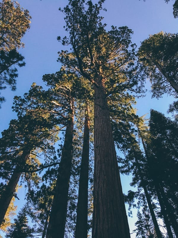Mariposa Grove trees, cwww5.fioekdjsdas.cf