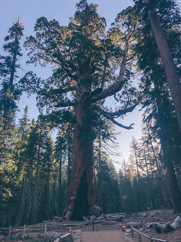 Grizzly Giant in Mariposa Grove, cwww5.fioekdjsdas.cf