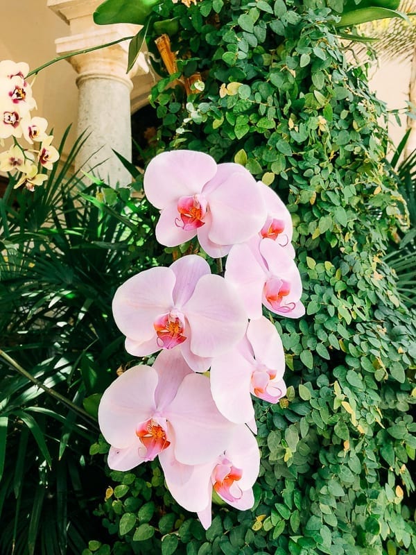 Pink Orchids, cwww5.fioekdjsdas.cf