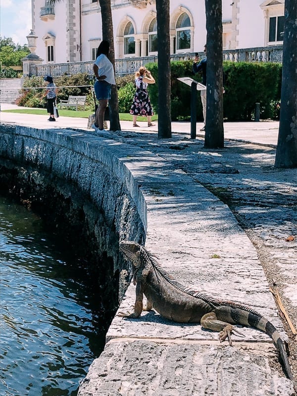 Iguana at Vizcaya, cwww5.fioekdjsdas.cf