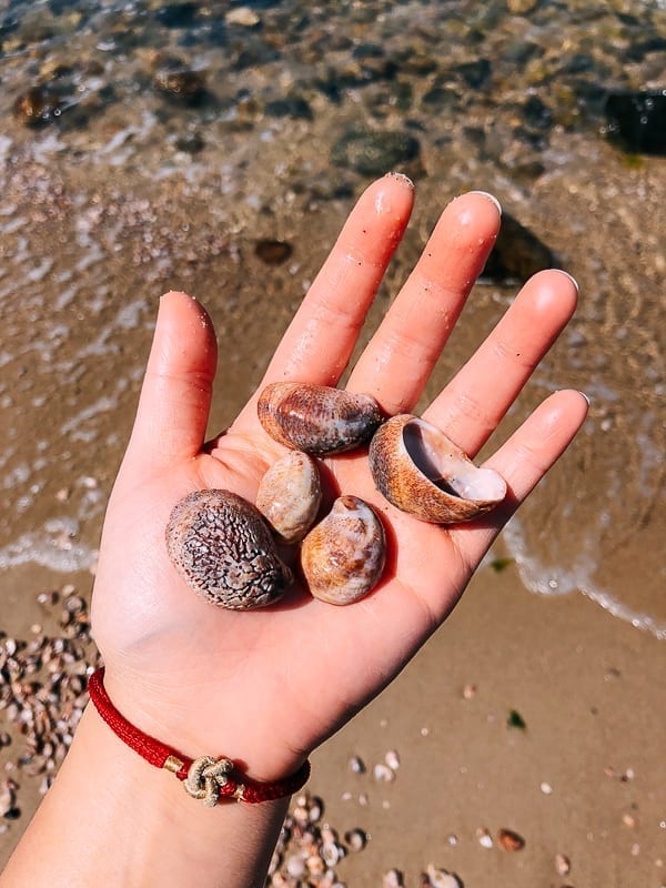 Finding sea shells on the beach, cwww5.fioekdjsdas.cf